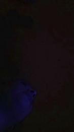 steff206 webcam model stream image