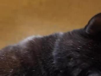 rndmzd webcam chaturbate model stream image