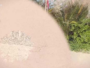 Taanni webcam bongacams model stream image