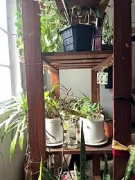 Lust_guy27 webcam model stream image