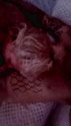 Elterrible777 webcam model stream image
