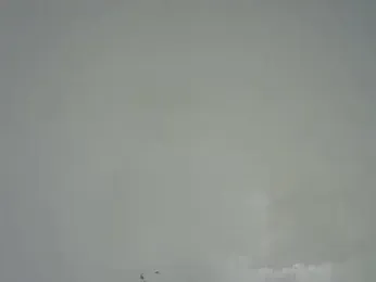 Rasta_tattooed webcam model stream image