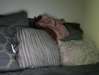 bigdicktrannynicole webcam chaturbate model stream image