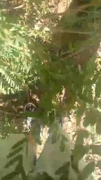 Picoletras webcam model stream image