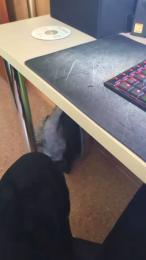 polli_play webcam cam4 model stream image