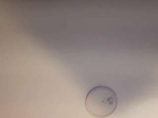 nina-rose camsoda stream image, 16.06.2025 15:30