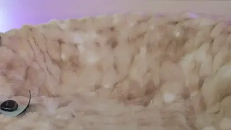 Anais_Bloom stripchat stream image