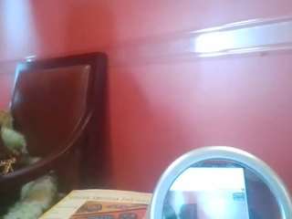 stalliontheesavage camsoda stream image, 13.05.2025 13:20
